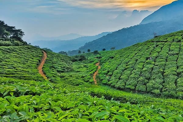 Sreemangal tea gardens